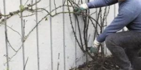 Пресаждане на рози през есента на друго място с инструкции стъпка по стъпка